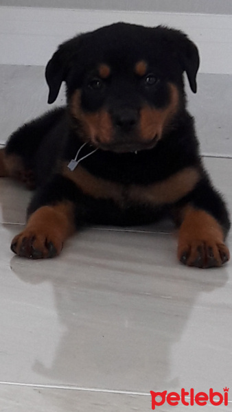 Rottweiler, Köpek  Roty fotoğrafı
