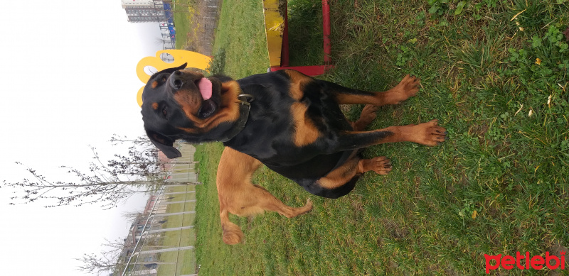 Rottweiler, Köpek  Roty fotoğrafı