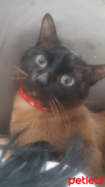 Siyam Kedisi, Kedi  Çiko fotoğrafı