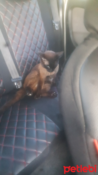 Siyam Kedisi, Kedi  Çiko fotoğrafı