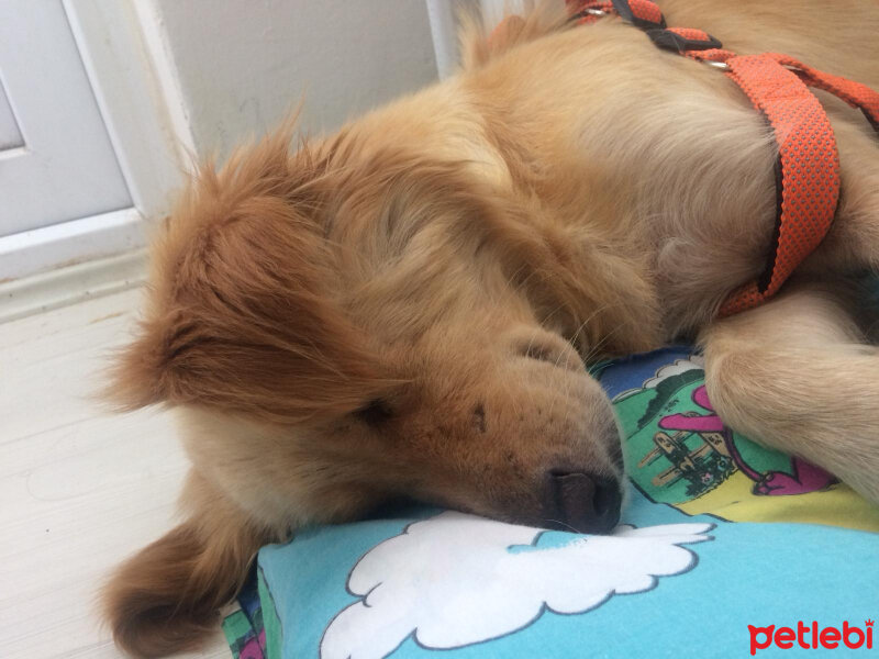 Golden Retriever, Köpek  Bal fotoğrafı