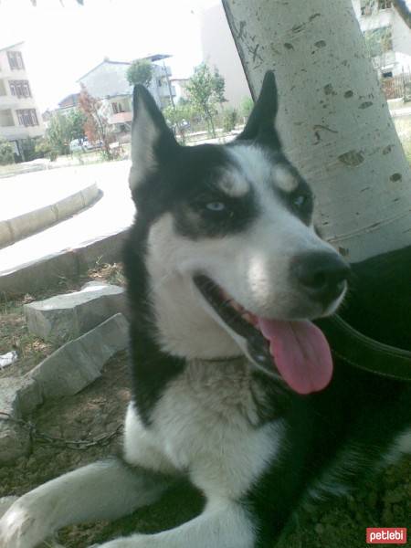 Sibirya Kurdu (Husky), Köpek  boncuk fotoğrafı