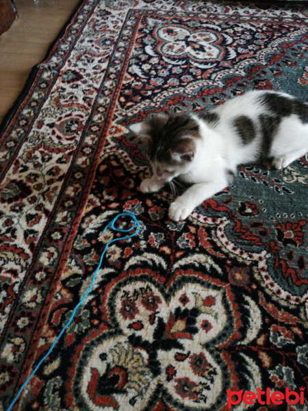 Tekir Kedi, Kedi  Tırmık fotoğrafı