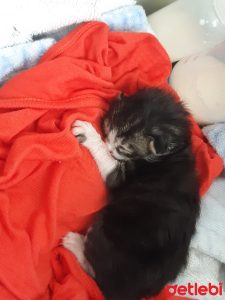 Tuxedo (Smokin) Kedi, Kedi  Lexa fotoğrafı