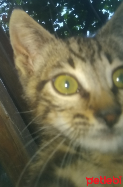 Tekir Kedi, Kedi  Velet fotoğrafı