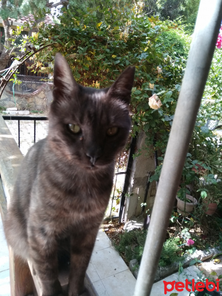 Mavi Rus, Kedi  Panter fotoğrafı