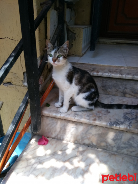 Tekir Kedi, Kedi  Badem(bodur bamya) fotoğrafı