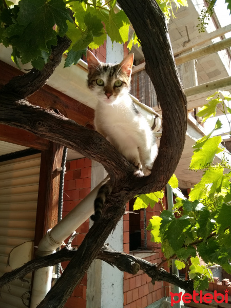 Tekir Kedi, Kedi  Badem(bodur bamya) fotoğrafı