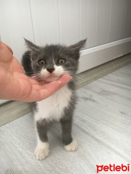 Tekir Kedi, Kedi  Minik fotoğrafı