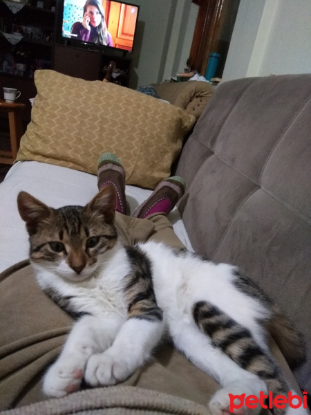 Tekir Kedi, Kedi  Balım fotoğrafı