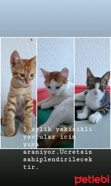 Tekir Kedi, Kedi  3 Kafadar Yakışıklı fotoğrafı