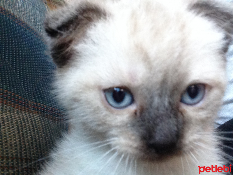 Siyam Kedisi, Kedi  Dünya fotoğrafı