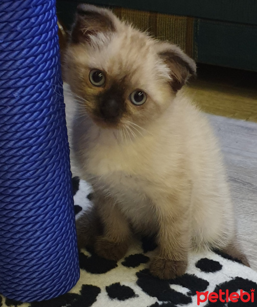 Siyam Kedisi, Kedi  Dünya fotoğrafı