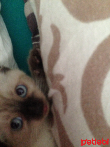 Siyam Kedisi, Kedi  Dünya fotoğrafı