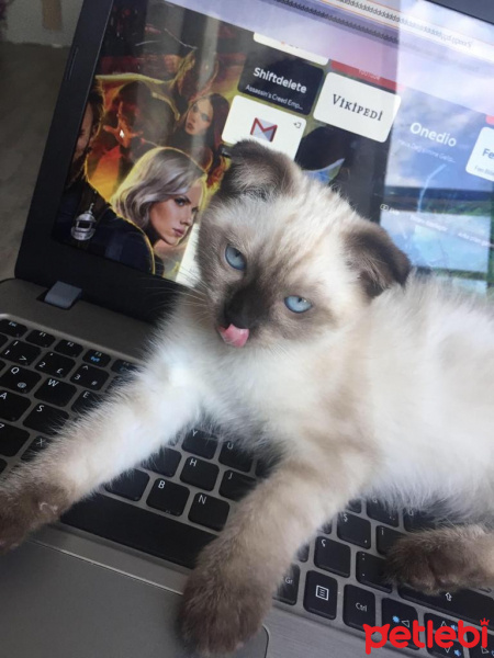 Siyam Kedisi, Kedi  Dünya fotoğrafı