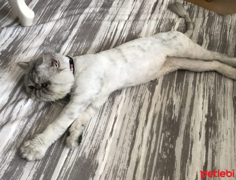 İran Kedisi (Persian), Kedi  Duman fotoğrafı