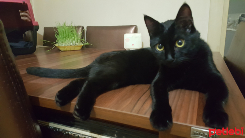 Bombay, Kedi  Mia fotoğrafı