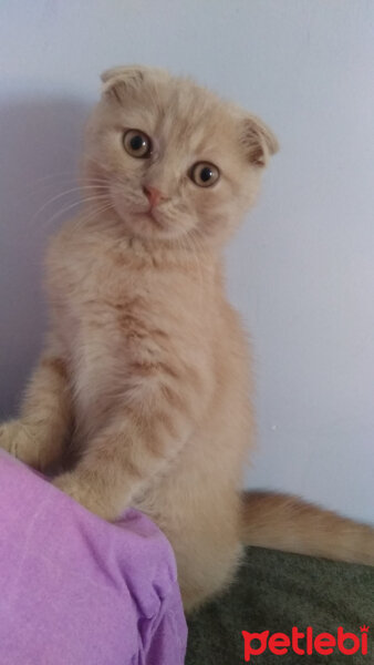 Scottish Fold, Kedi  Paşa fotoğrafı