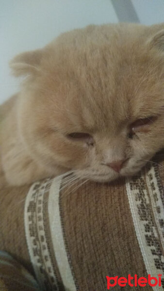 Scottish Fold, Kedi  Paşa fotoğrafı