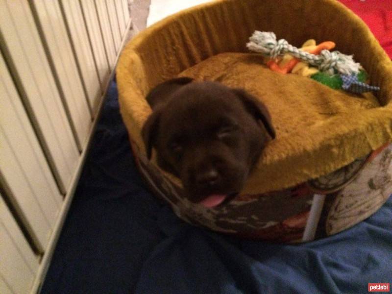 Labrador Retriever, Köpek  Taras fotoğrafı