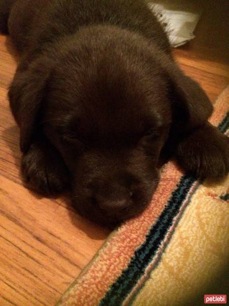 Labrador Retriever, Köpek  Taras fotoğrafı