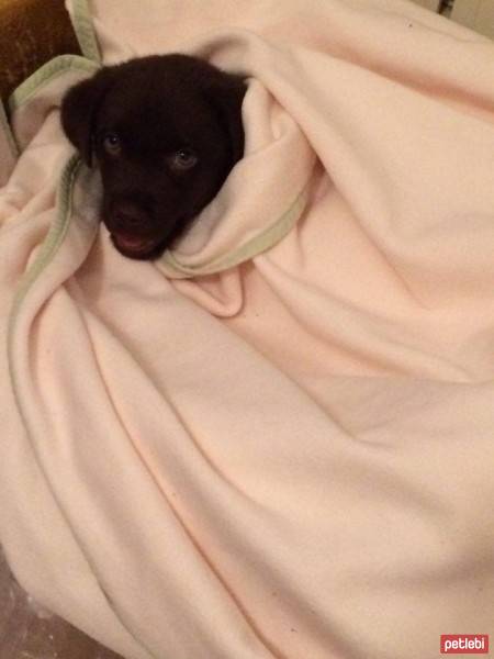 Labrador Retriever, Köpek  Taras fotoğrafı