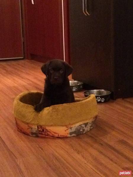 Labrador Retriever, Köpek  Taras fotoğrafı