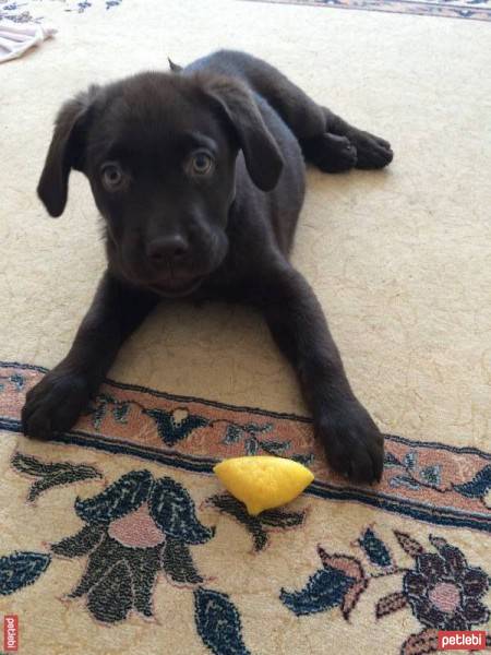 Labrador Retriever, Köpek  Taras fotoğrafı