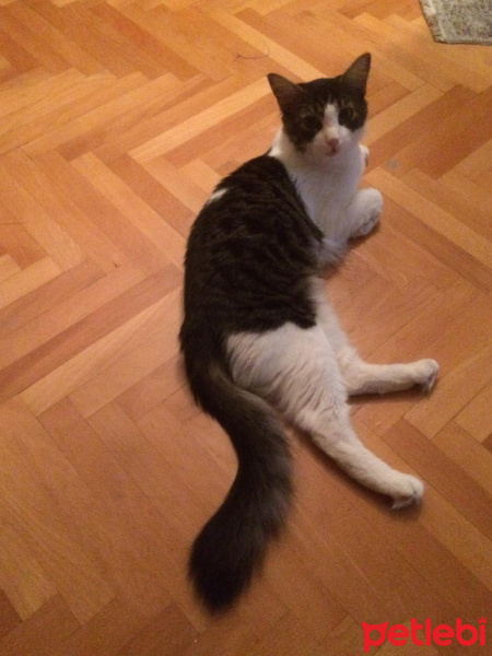 Norwegian Forest, Kedi  Paşa fotoğrafı