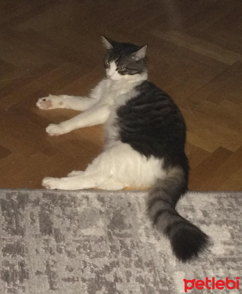 Norwegian Forest, Kedi  Paşa fotoğrafı