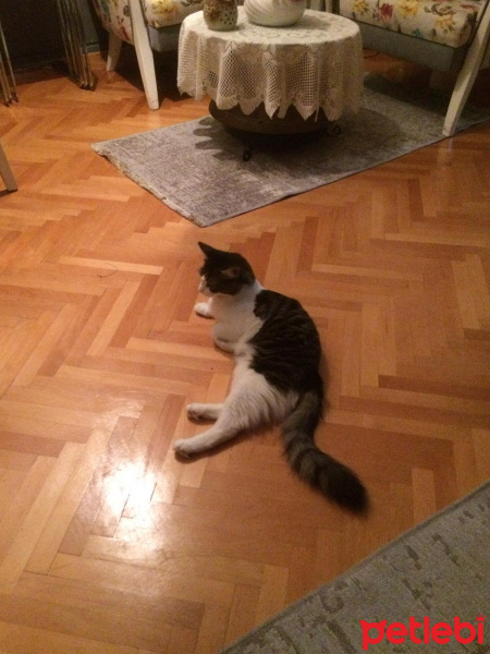 Norwegian Forest, Kedi  Paşa fotoğrafı