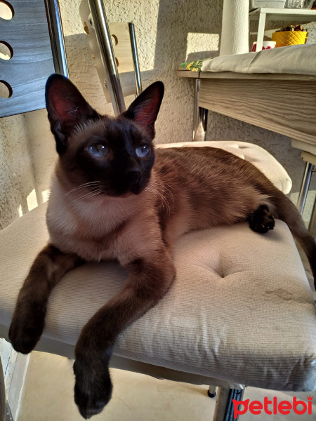 Siyam Kedisi, Kedi  Mocha fotoğrafı