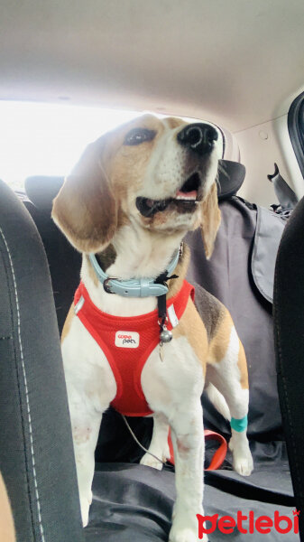 Beagle, Köpek  Max fotoğrafı