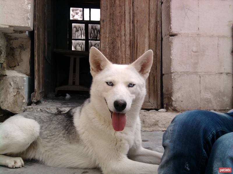 Sibirya Kurdu (Husky), Köpek  raky fotoğrafı