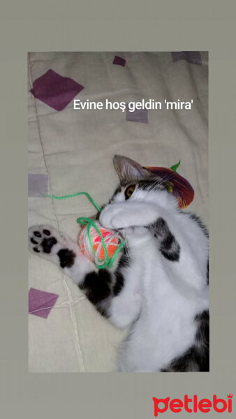 Tekir Kedi, Kedi  Mira fotoğrafı