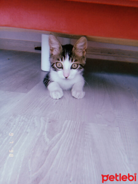 Tekir Kedi, Kedi  Mira fotoğrafı