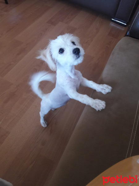 Maltese, Köpek  maya fotoğrafı