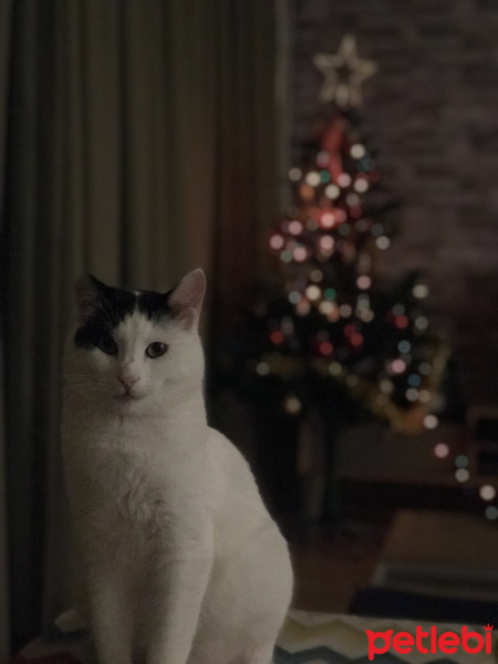 Tekir Kedi, Kedi  Zeytin fotoğrafı