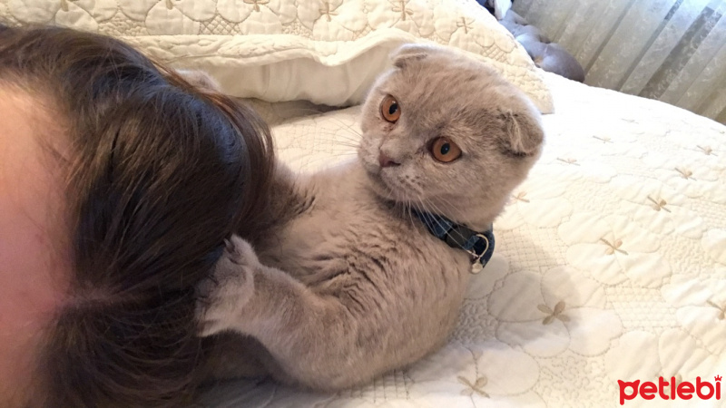 Scottish Fold, Kedi  Mia fotoğrafı