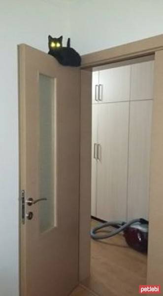 Bombay, Kedi  Rıfkı fotoğrafı