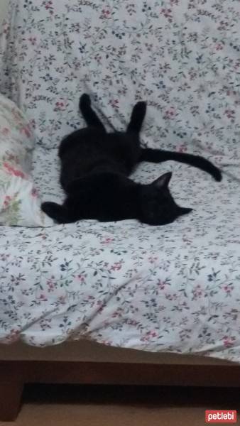 Bombay, Kedi  Rıfkı fotoğrafı