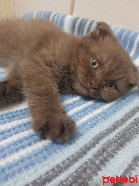 Scottish Fold, Kedi  Sherlock fotoğrafı