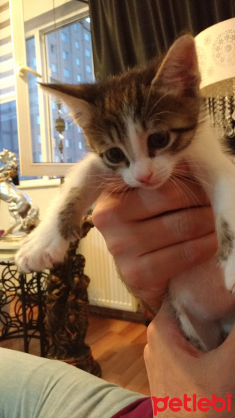 Tekir Kedi, Kedi  Minnak fotoğrafı