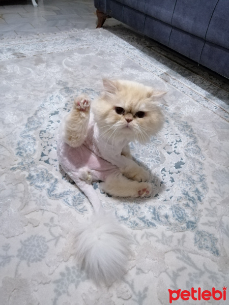 Chinchilla, Kedi  Klay fotoğrafı