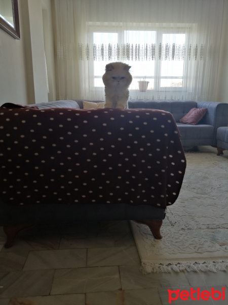 Chinchilla, Kedi  Klay fotoğrafı