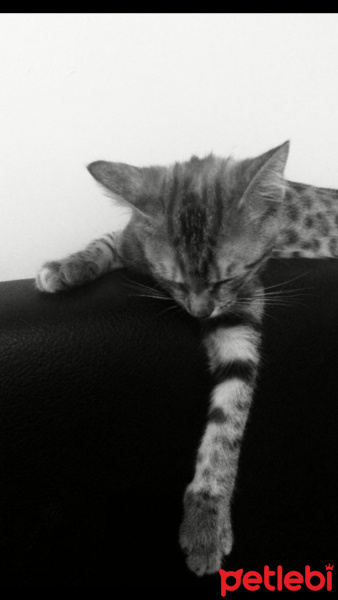 Tekir Kedi, Kedi  Patates fotoğrafı