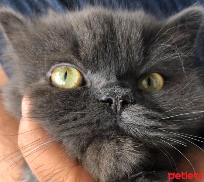 Chinchilla, Kedi  COAL fotoğrafı