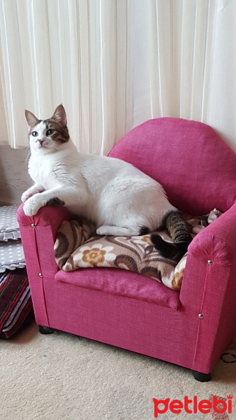 Tekir Kedi, Kedi  Mia fotoğrafı