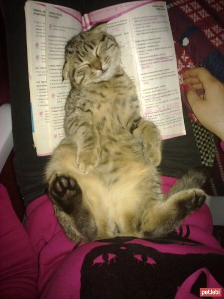 British Shorthair, Kedi  BADEM fotoğrafı