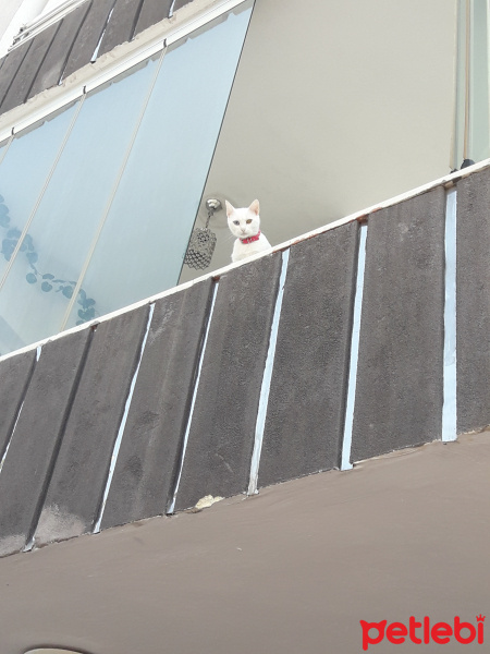 Van Kedisi, Kedi  Candy fotoğrafı